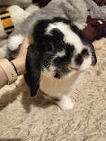 Любящий ласку озорной мальчик окраса чёрно-белый ортер.  Папа минилоп,  мама - карликой веслоухий кролик.  

Родился 24.02.2022 в питомнике

Привит от ВГБК

Приучен к туалету

Умный,  когда го ...