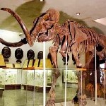 Дорогие друзья,  приглашаем вас окунуться в удивительный мир природы и науки на наших экскурсиях по Естествознанию.  Вас ждут захватывающие путешествия в мир растений и животных,  геологии и астрономи ...