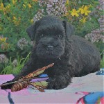 Собаки, щенки объявление но. 2921400: Щенки цвергшнауцера черного окраса