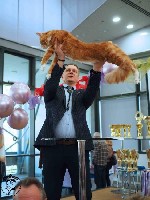 Я красавец мейкун приглашаю на вязку мне 2 года родословный есть награды с выставки добрый ласковый для случек есть отдельная комната с видеонаблюдением ...