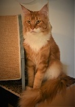 Услуги объявление но. 2944760: приглашение на вязку