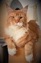 Услуги объявление но. 2944760: приглашение на вязку