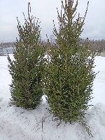 «Елочный Базар» предлагает в продажу красивые живые новогодние ели и сосны.  У нас несколько точек в Серпухове,  Чехове и Протвино,  где Вы можете купить живую елку или сосну,  а также ряд других ново ...