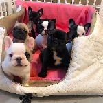 Щенки французского бульдога от здоровых ,  титулованных родителей! На момент переезда будут полностью вакцинированы ,  чипированы ,  документы FCI.  
Доставка за счёт покупателя в любую страну/город  ...