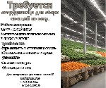 Требуется сотрудник/ца для сбора овощей по весу.  Рабочие дни с воскресенья по четверг,  с 07:00 до 15:00.  Возможны дополнительные часы в среду и четверг.  

Требования:  

Обязательно знание ивр ...
