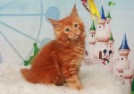 Кошки, котята объявление но. 3067805: котята мей кун