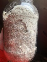 Продукты питания объявление но. 3085727: Грибная ферма Farmyc - мицелий ежовика гребенчатого на буром рисе и т.  д.