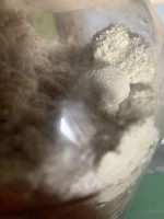 Продукты питания объявление но. 3085727: Грибная ферма Farmyc - мицелий ежовика гребенчатого на буром рисе и т.  д.