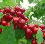 Саженцы черешни в закрытой корневой системе,  крупномеры черешни с землей из питомника Арбор в Подмосковье.  Питомник и интернет магазин Арбор предлагает лучшие сорта черешни по самой доступной цене в ...