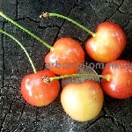 Растения объявление но. 3097984: Саженцы черешни ЗКС,  крупномеры черешни с землей из питомника в Подмосковье