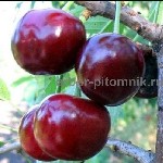 Растения объявление но. 3097984: Саженцы черешни ЗКС,  крупномеры черешни с землей из питомника в Подмосковье