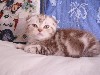 Кошки, котята объявление но. 310016: Шотландские-вислоухие котята