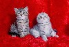 Котята шотландской вислоухой из питомника " Devei-Fold" породистые с документами и с ветеринарной книжкой,приучены к лотку и когтеточке,воспитанные и прекрасно ладят с детьми,ласковые и нежные тел.054 ...