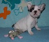 Собаки, щенки объявление но. 455216: Щенки , французский бульдог , продаются !