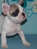 Собаки, щенки объявление но. 455216: Щенки , французский бульдог , продаются !
