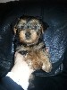 Собаки, щенки объявление но. 529410: Умные и красивые щенки породы йоркширский терьер