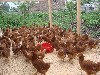 Отдам в хорошие руки объявление но. 588745: Бройлеры, куры несушки, молодки, петухи, в наличии