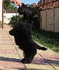 Собаки, щенки объявление но. 605654: Scottish Terrier Puppy For Sale