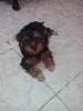 продаю последнего щеночка йорка мальчик 3-мес. с вет паспотром и прививками приучен к туалету-пеленке. ...