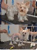Салон для собак, кошек и других животных в Праге. PetGrooming предоставляет широкий спектр парикмахерских и гигиенических услуг для собак и кошек всех пород, а также для всех остальных домашних животн ...