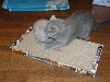 Средства для ухода объявление но. 684932: Новые когтеточки-лежанки для кошек в Дагестане.