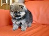 Собаки, щенки объявление но. 742140: щенки померанского миниатюрного шпица