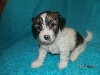 Щенки от прекрасных родителей китайской хохлатой породы ищут заботливые ручки! 
Пуховки 1 мальчик и 3 девочки. Рождены 20 марта. Не линяют, с детьми прекрасно ладят! Веселые, активные, умные малыши п ...