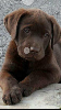 Щенки шоколадного лабрадора,2 мес. После прививки.родители у нас,можно посмотреть.идеальная собака для дома. ...