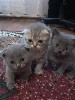 продам вислоухих котят британцэв короткошерстных котятам месяц и недля кушают всё к туалету приучены все вопросы по телефону курс 1к2 на фото есть и мама и папа котята чистопородные бес примеси ...