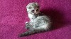 Продам шотландскую кошечку скоттиш фолд. Девочка ласковая, добрая, игривая, любит помурчать. От элитных производителей, кошечка с документами и прививкой по возрасту, состоит в клубе.
Цена 5 000 руб. ...
