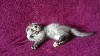 Кошки, котята объявление но. 858610: Продам шотландского котенка