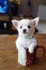 Собаки, щенки объявление но. 873595: породистый щенок чихуахуа на продажу,мальчик ..