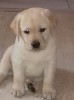 Собаки, щенки объявление но. 889977: Продаются щенки лабрадора ретривера