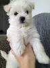 Собаки, щенки объявление но. 890796: Чудесные щенки мальтезе (мальтийской болонки)