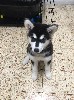 Собаки, щенки объявление но. 909386: Внимание хаски!