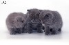 Кошки, котята объявление но. 91864: Британские котята