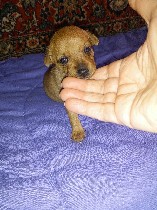 Готовятся к продаже щенки пинчера. Мальчик и три девочки. Цена 500 шекелей,торг уместен. ...