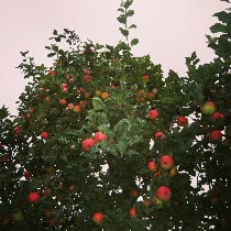 Продам дом объявление но. 935212: Продается Участок с Домом