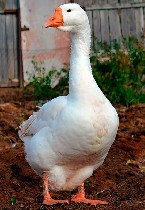 Продукты питания объявление но. 939626: Гусиное мясо с фермерского хозяйства