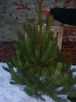 Растения объявление но. 940228: Оптом. Ёлки новогодние, сосны живые