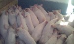 Продам поросят для откорма,Боровки кастрированы,есть и свинки.Привиты по возрасту.Справку выдаем.Звоните,доставка до дома бесплатно. ...