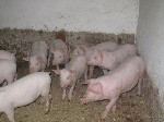 Разное объявление но. 950951: Продажа живых поросят