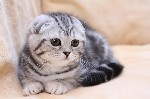 Кошки, котята объявление но. 951009: Продам котят шотландской вислоухой