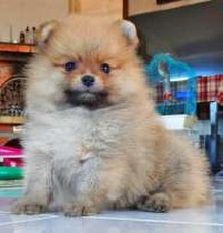 Собаки, щенки объявление но. 951013: Продам щенков померанского шпица