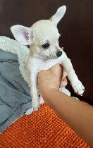 Собаки, щенки объявление но. 955151: 6-месячная девочка чихуахуа продается
