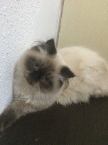 Услуги объявление но. 956668: Кот ищет кошечку