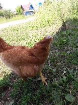 Продаем птиц породы Хайсекс Браун. Возраст 4 месяца. Вес достигает до 2-2,4 кг. Куры этой породы выносливы, и в меньшей степени реагируют на изменения климата или рациона. Характер у этих пернатых тож ...