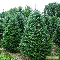 Разное объявление но. 960545: Куплю оптом новогодние живые елки и сосны