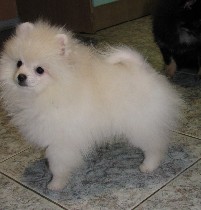 У них веселый игривый нрав, отличный слух и преданный характер. Шпиц любит движение, он всегда за прогулку и игру, и никогда не выберет диван. Щенки от 3-х месяцев. Все собаки с документами РКФ, здоро ...