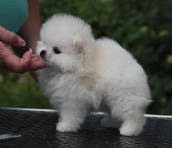 Собаки, щенки объявление но. 966989: Миниатюрные милые щенки померанского шпица
